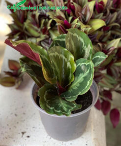 Đuôi Công trồng trong chậu nhỏ, cao 20 - 25cm