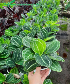 Cây Đuôi Công xanh cao 30cm tính cả chậu