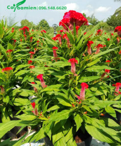 Cây Hoa Mào Gà đỏ trưởng thành hoa rực rỡ