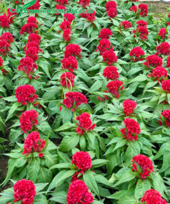 Những hàng cây hoa Mào Gà búa đỏ rực, chiều cao đồng đều