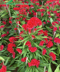 Cây Mào Gà Búa trưởng thành, cao 50cm trở lên