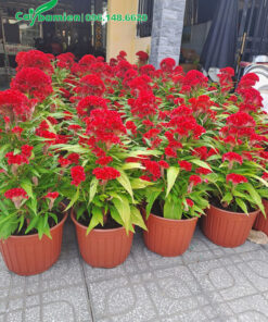 Hàng chục cây Mào Gà hoa đỏ cao 40, kích thước đều tăm tắp