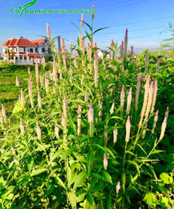 Bụi cây hoa Mào Gà Trắng đẹp