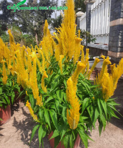 Chậu cây hoa Mào Hà Đuôi Phụng màu vàng đẹp
