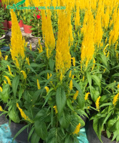 Mào Gà Đuôi Phụng hoa vàng rực rỡ