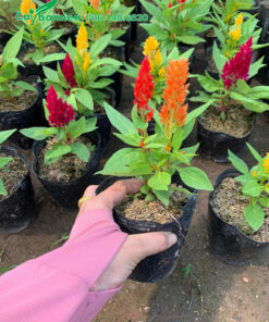 Mào Gà lửa kích thước nhỏ, sẵn hoa