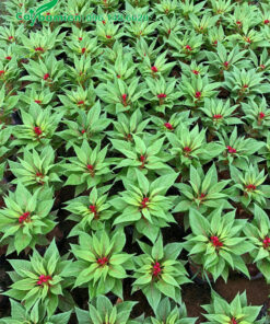 Hàng trăm cây hoa Mào Gà mới lớn cao 25 - 30cm