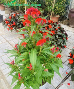 Cây Mào Gà hoa đỏ mới trồng trong chậu