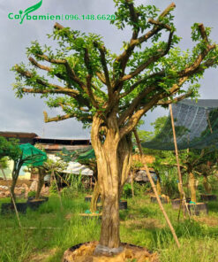 Cây Sơ Ri cổ thụ đường kính gốc 18 - 20cm