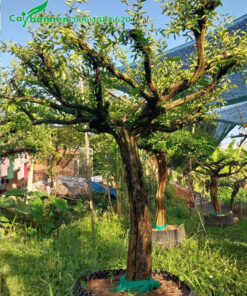 Sơ Ri cổ thụ cành thán đẹp, đường kính thân 15 - 18cm