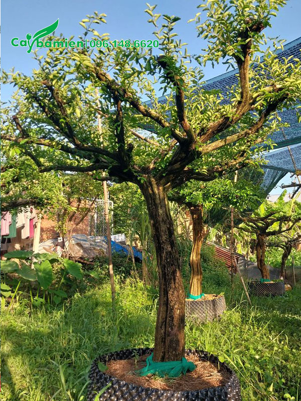 Sơ Ri cổ thụ cành thán đẹp, đường kính thân 15 - 18cm