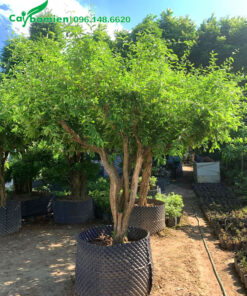 Cây Sơ Ri tán xanh tươi tốt