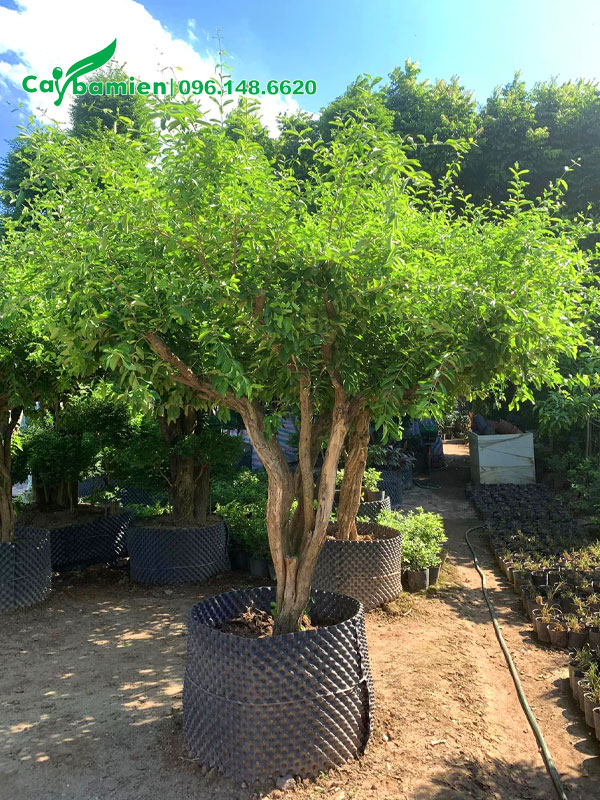 Cây Sơ Ri tán xanh tươi tốt