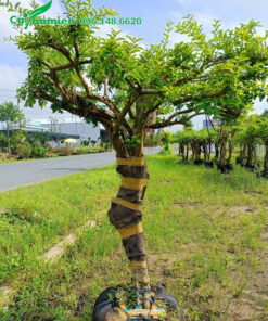 Sơ Ri dâm ủ đang ra lộc non