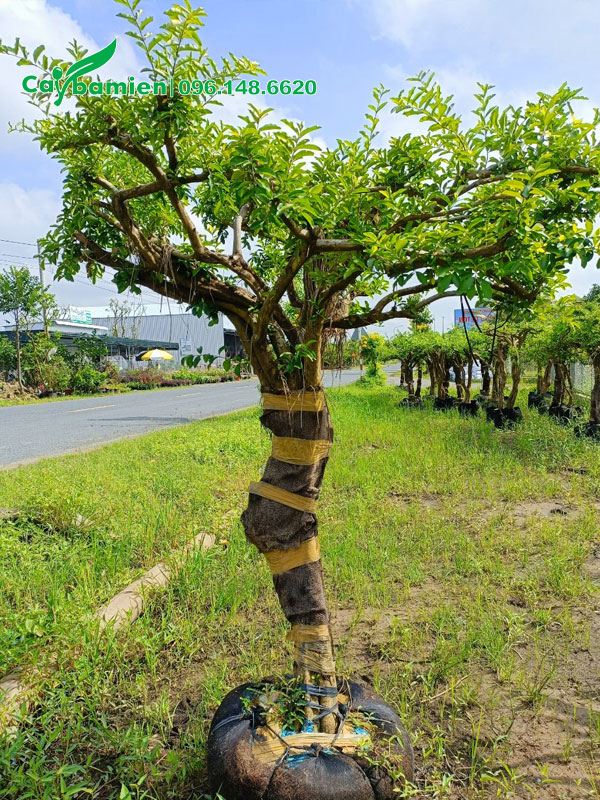 Sơ Ri dâm ủ đang ra lộc non