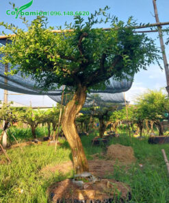 Cây cao 2m, vanh thân 40 - 50