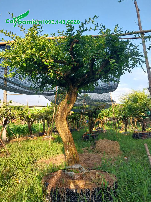 Cây cao 2m, vanh thân 40 - 50