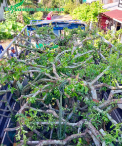 Hàng chục cây sơ ri xếp trên thùng xe đầu kéo