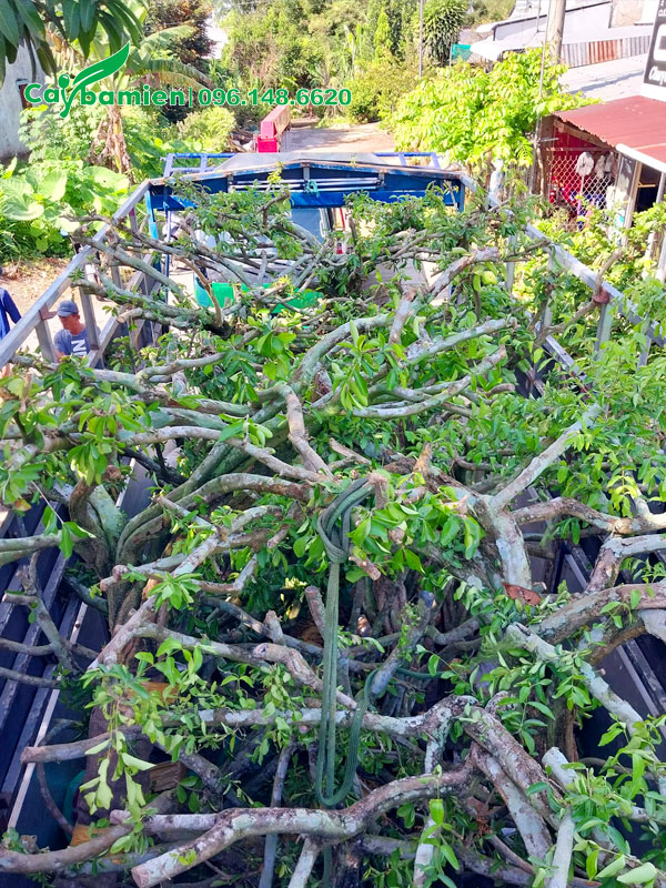 Hàng chục cây sơ ri xếp trên thùng xe đầu kéo