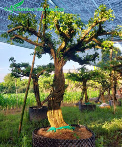 Đường kính thân khoảng 15cm, đo các gốc 50cm