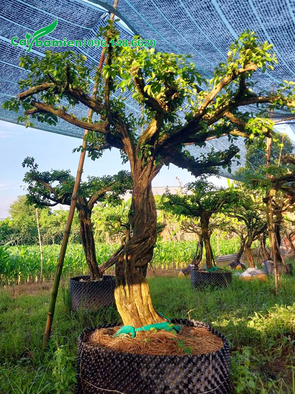 Đường kính thân khoảng 15cm, đo các gốc 50cm