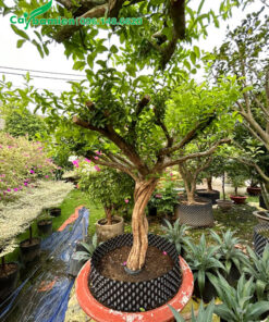 Trồng cây Sơ Ri dâm ủ trong chậu cảnh