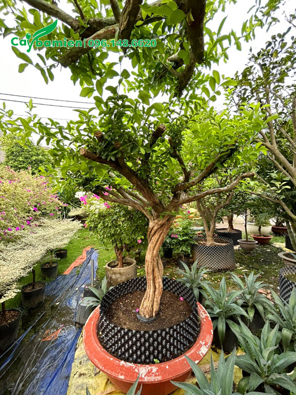 Trồng cây Sơ Ri dâm ủ trong chậu cảnh