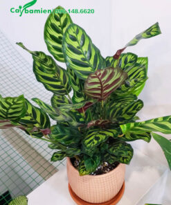 Chậu Cây Đuôi Công lá đốm đặt trong phòng ăn