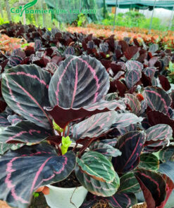 Chậu Đuôi Công Tím cao hơn 30cm