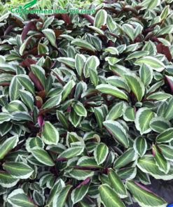 Tập kết số lượng lớn cây đuôi công lá xanh viền bạc