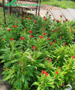 Cây hoa Mào Gà đỏ trưởng thành cao 50 - 60cm