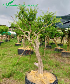 Cây Sơ Ri lâu năm đã dâm ủ trong bầu nổi