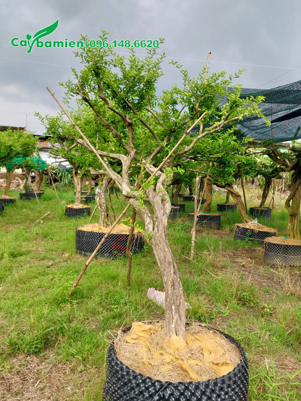 Cây Sơ Ri lâu năm đã dâm ủ trong bầu nổi