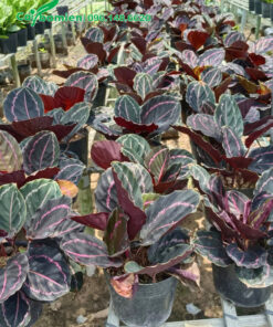 Cây Đuôi Công trồng trong bầu từ nhỏ, chiều cao khoảng 30 - 35cm