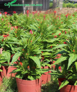 Cây thuần chậu cao khoảng 40cm