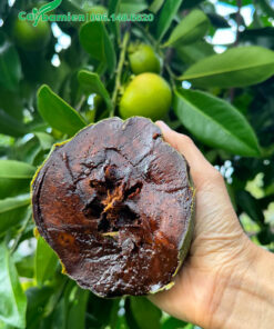 Bên trong quả Hồng Socola khi chín