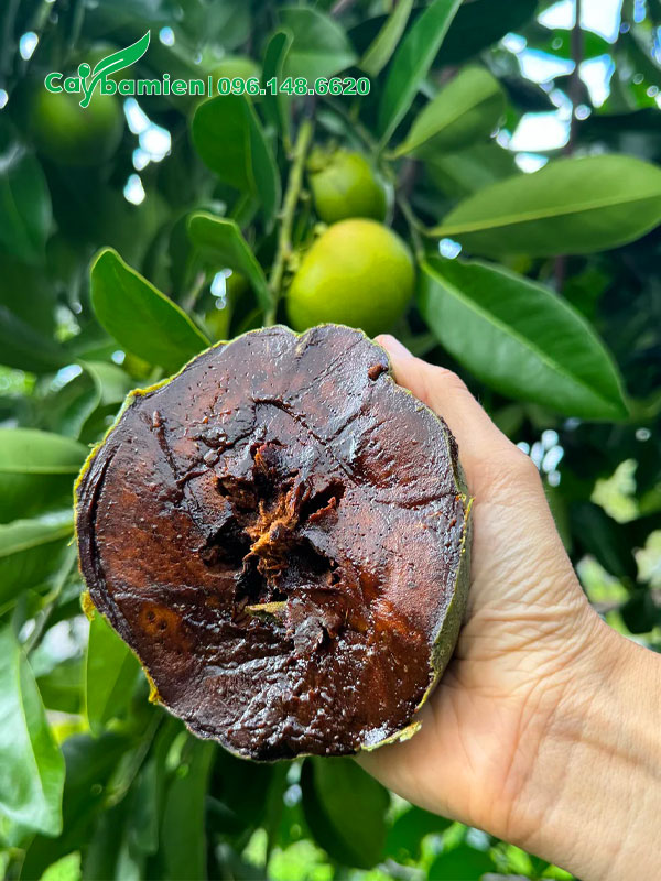 Bên trong quả Hồng Socola khi chín