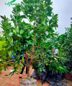 Cây hồng socola mới bứng bầu, chiều cao 3m