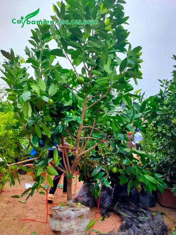 Cây hồng socola mới bứng bầu, chiều cao 3m