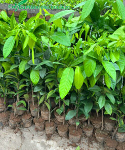 Cây giống ươm hạt, chiều cao 0,5 - 1m