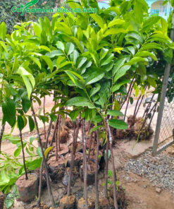 Cây giống hồng Socola đường kính gốc 1- 2cm