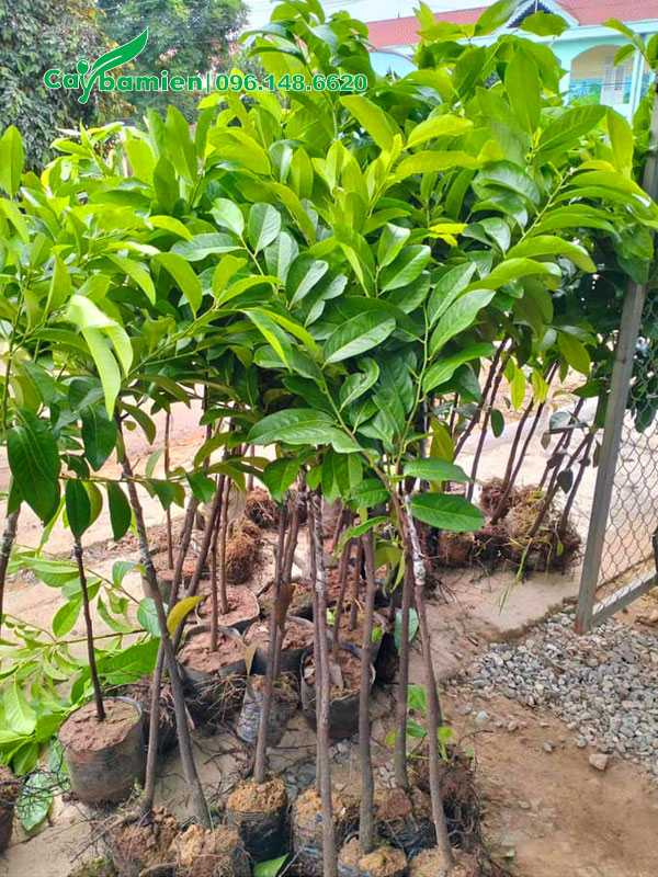 Cây giống hồng Socola đường kính gốc 1- 2cm