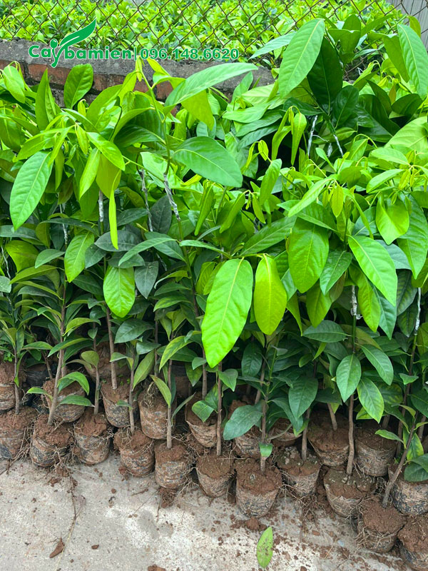 Cây giống ươm hạt, chiều cao 0,5 - 1m