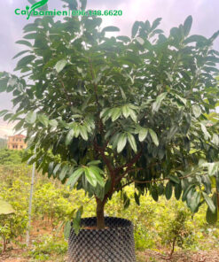 Cây Hồng Socola cao 1m5 dâm ủ trong bầu nổi