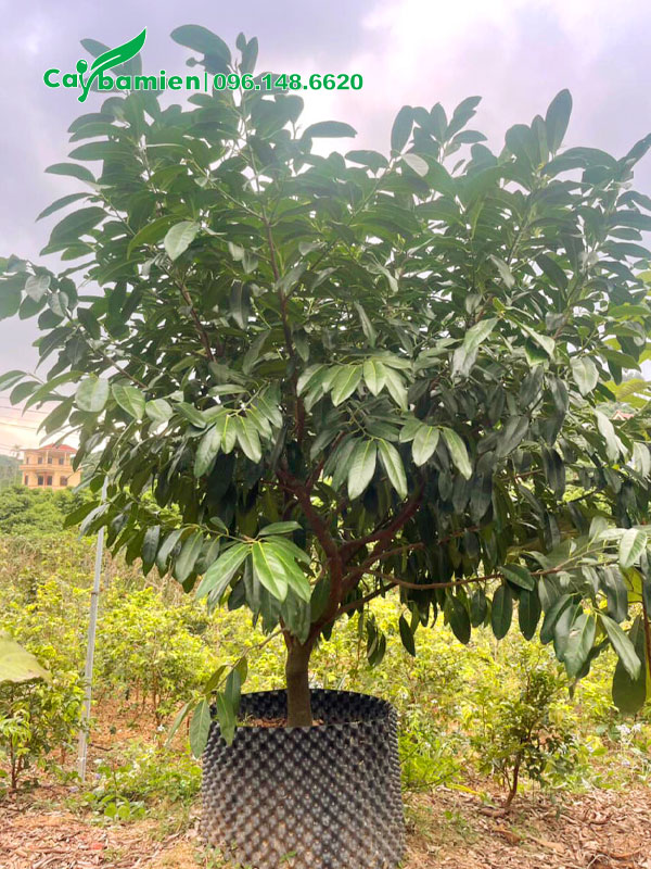 Cây Hồng Socola cao 1m5 dâm ủ trong bầu nổi