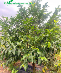 Cây Hồng Socola trưởng thành cao khoảng 2,5m