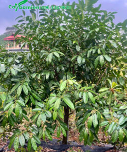 Cây ủ bầu chìm lâu năm tại nhà vườn, chiều cao khoảng 2,5m