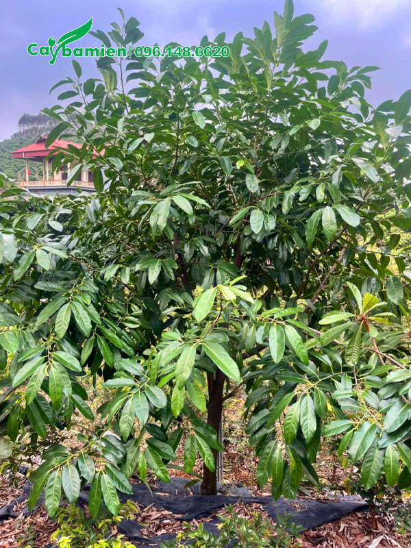 Cây ủ bầu chìm lâu năm tại nhà vườn, chiều cao khoảng 2,5m