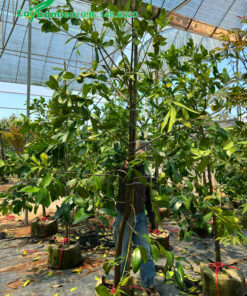 Dưỡng ủ cây Hồng Chocolate cao gần 3m