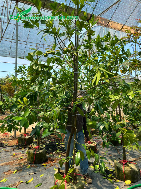 Dưỡng ủ cây Hồng Chocolate cao gần 3m